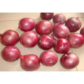 High Quality New Crop Fresh Red Onion (3-5cm)